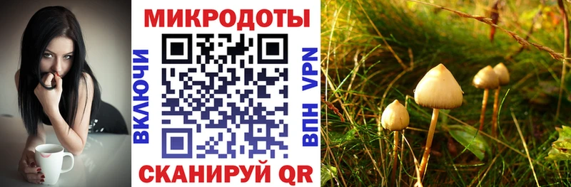 Купить где  Карачаевск  Галлюциногенные грибы Psilocybe 